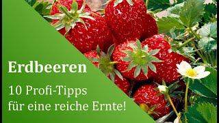 Erdbeeren anbauen und pflanzen 10 Profi-Tipps für eine reiche Ernte