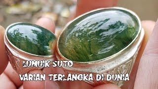 SETELAH SEKIAN LAMA MENCARI AKHIR KETEMU JUGA VARIAN TERLANGKA INI #LUMUT SULIKI SUTO