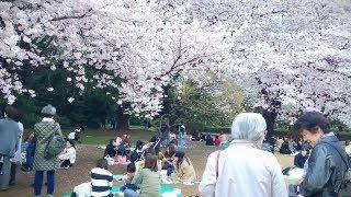 4 Lokasi Bunga SAKURA TERINDAH di Jepang