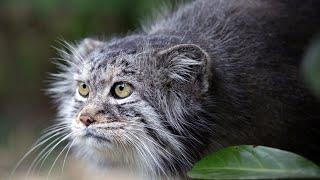 Manul - the Angriest cat in the world. Interesting facts about Manuls.