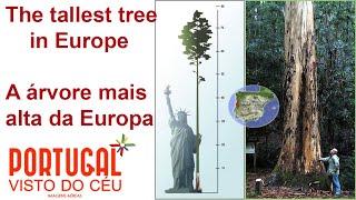 The tallest tree in Europe  A árvore mais alta da Europa é Portuguesa 4K UltraHD