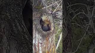 Cute Little Bear Pokes Its Head Out Of A Tree Trunk