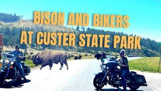 Sturgis 2022- Riding With Bison in Custer State Park South Dakota- Buffalo Crossing