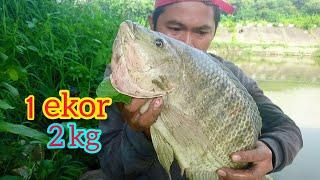 Trik Umpan khusus dapat Nila Besar susah makan Mancing Nila Babon