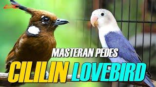 MASTERAN CILILIN VS LOVEBIRD DURASI PANJANG AUDIO JERNIH