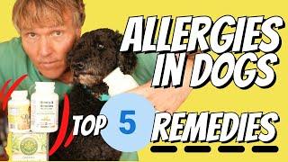 Allergies in Dogs Top 5 Remedies to Stop the Itching