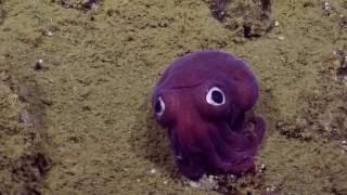 Googly-eyed Stubby Squid  Nautilus Live