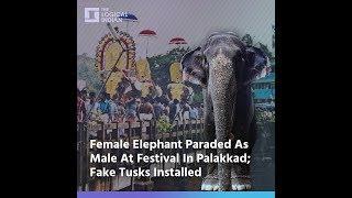 Female Elephant Paraded As Male At Festival In Palakkad Fake Tusks Installed