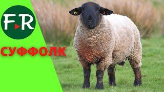 Суффолк - мясная порода овец. Фермерское хозяйство Тверской урожай