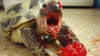 TortoiseTurtles - A Funny And Cute Turtle Videos Compilation  BEST OF