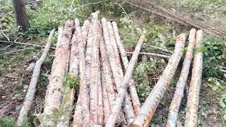 birch forest before and after first thinning