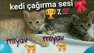 kedi çağırma sesi #yavru#anne #kedinin#dişi#miyavlaması #annesini#çağıran#çağırıyor#yavrusunu#düdüğü