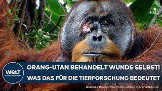 SUMATRA Das haben Forscher noch nie gesehen Verhalten von Orang-Utan wirft neue Fragen auf