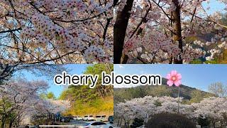 cherry blossoms 