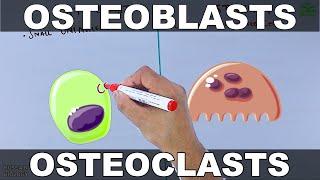Osteoblasts  vs Osteoclasts