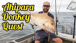 Ahipara Donkey Quest  Big Snapper on Jigs and Softbait