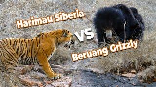 Harimau Siberia Lawan Beruang Grizzly Siapa Menang Atau Kalah?