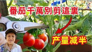 【修剪西紅柿】番茄千萬別剪這裡，不然產量會減半 How to Prune Tomatoes