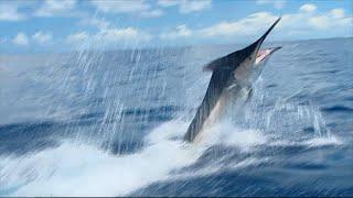 Giant Grander Black Marlin - IFISH