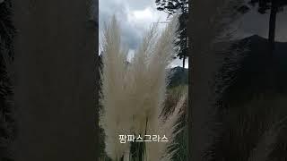 팜파스그라스 Pampas grass