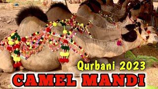 Camel Mandi Lahore Updates  Bakra Mandi Pakistan  Big Camel Sindhi Breeds for Sale