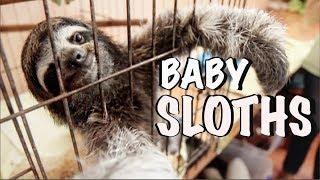 Baby Sloths NICU Sloth Sanctuary Costa Rica  Bucket List Adventures  How 2 Travelers