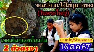 มาแน่16 ส.ค 67วันพระใหญ่เจอเต็มๆเลขขึ้นแก้มไอ้ไข่กุมารทอง2ตัวเด็ด#จอมปลวกไอ้ไข่กุมารทอง ห้ามพลาด