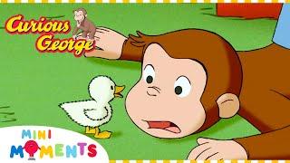 George Looks after a Duckling   Curious George  Compilation  Mini Moments