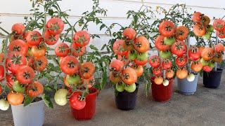 how to grow tomato at home  get lots of tomato in a small bucket  tomato growing tips