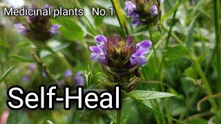 Medicinal plants No. 1-  Self Heal Prunella vulgaris