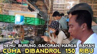 REJEKI NOMPLOK BAGI YANG BELI BURUNG GACORAN CUMA 150 RIBU DI PASAR BURUNG PRAMUKA