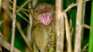 Tarsier Takes Down Giant Cricket  Deadly 60  Earth Unplugged