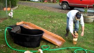 My Purebred Indian Runner Ducks and the Pond Cleaning