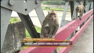 MITOS MONYET JADI-JADIAN DI JEMBATAN NGUJANG