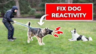 How We Fix LEASH REACTIVITY Towards Dogs Stop Barking and Lunging