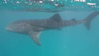 Whale shark Redsea  Eilat 52022