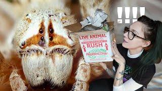 UNBOXING *LOOK AT THAT FACE* BIG Cute African Velvet Spiders & NEW Jumpers  Stegodyphus Phiddipus