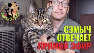 Ответы на вопросы о кошках и собаках 10.03.2024