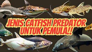 PILIHAN CATFISHLELE PREDATOR YANG COCOK UNTUK PEMULA  PENTING