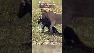 Lions Hunt 5 mins Old Calf & African Buffalo