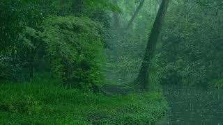 The beautiful forest is raining172  sleep relax meditate study work ASMR