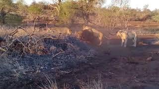 Lion vs Rhino  - Buffalo vs Rhino -  Real Fight Wild Animal Attacks