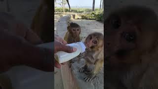 cute baby monkey #monkeyvideo #monkey #bander 008778