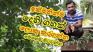 Episode 45  දෙහි පැලයක් ඉක්මනින් හැදෙන්න හරියටම හිටවන ක්‍රමය  දෙහි වගාව