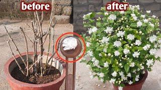 how to get maximum flowers on mogra  mogra growing tips  fertilizer for mogra  @gardening4u