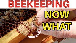 Beekeeping SWARM CONTROL & How To Save Queen Cells