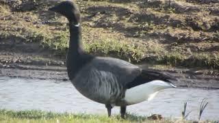 BRENT GEESE