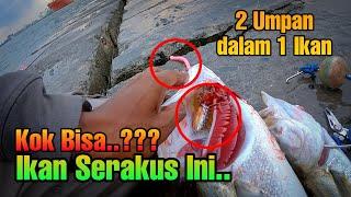 Gak Masuk Akal Satu Ikan Bisa Makan Dua Umpan