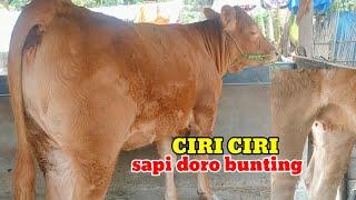 Ciri ciri sapi doro bunting 2-3 bulan tanpa rogoh#