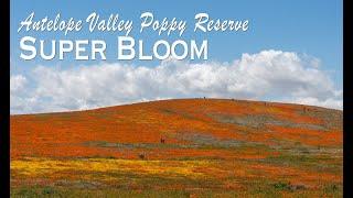 Antelope Valley Poppy Reserve Super Bloom 2019